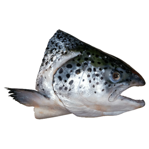 FBL Norwegian Salmon Head | pc